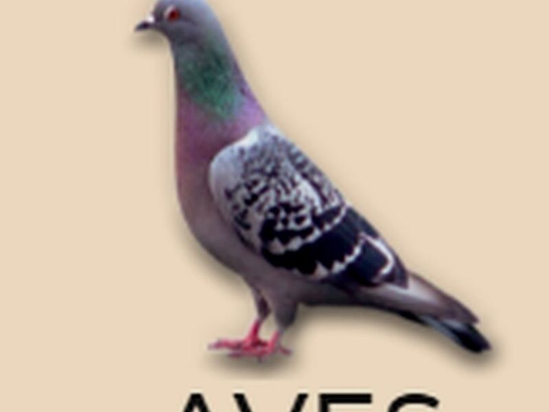 Fumigación Aves México