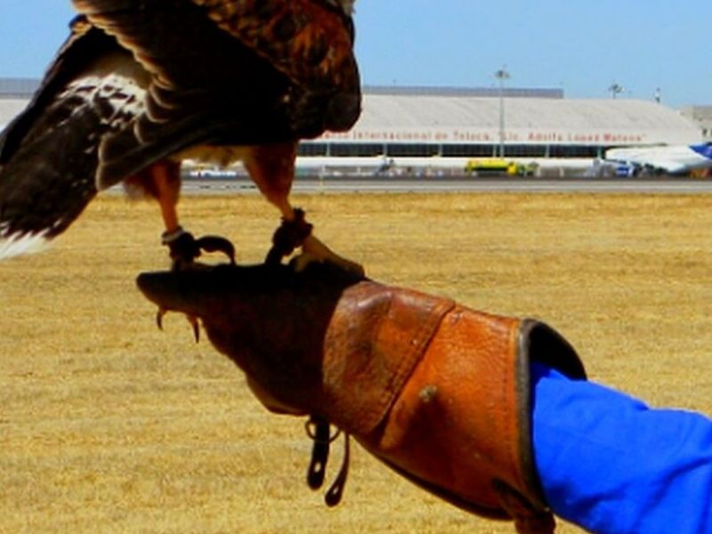 Reubicación aves México
