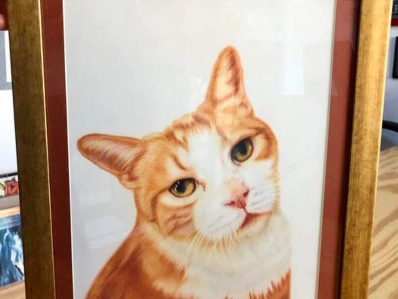 Cuadro Decorativo Gato Colima