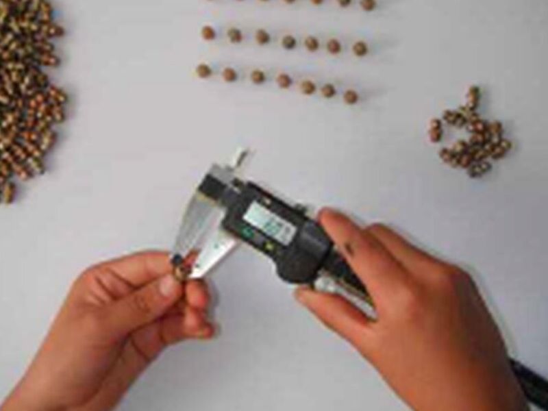 INSPECCIÓN MÉXICO