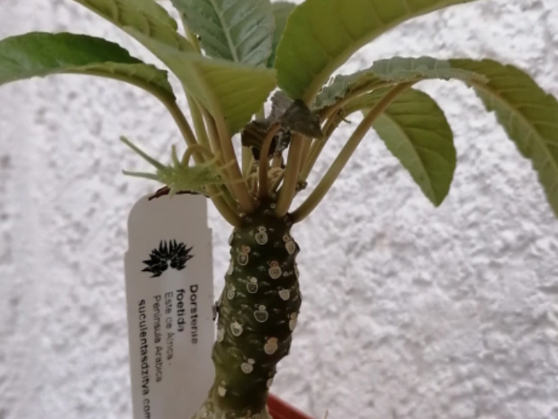 Dorstenia foetida 4" México