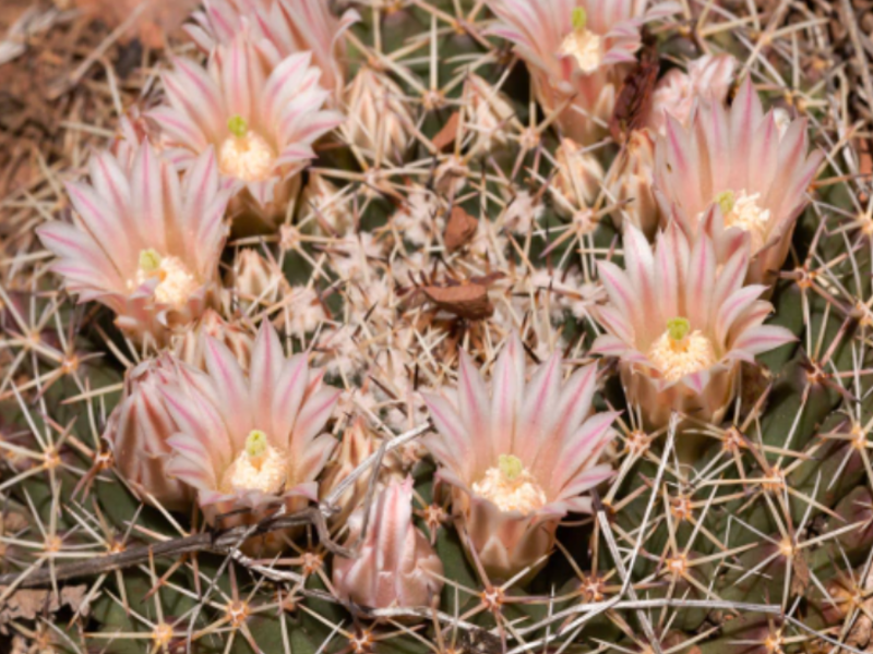 Mammillaria meiacanth México