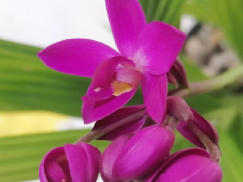 Spathoglottis unguiculata México