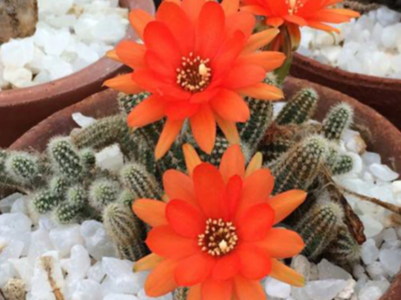 Surtido de Cactus México