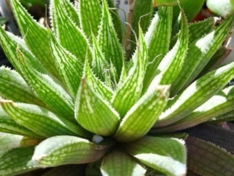 Surtido de Haworthias transparentes México