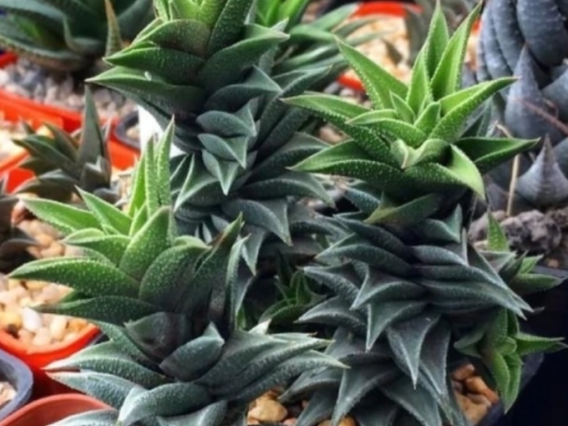 Surtido de Haworthias opacas México