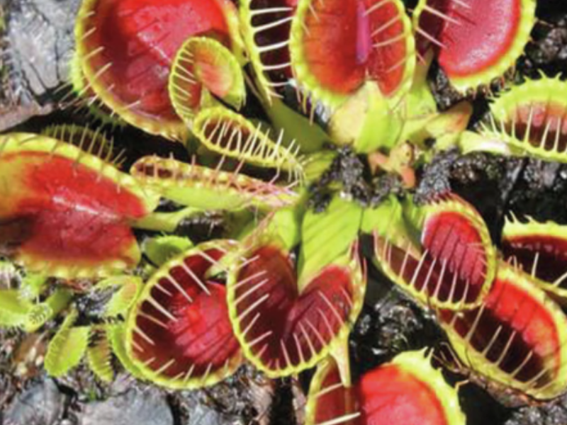 Colección de cultivares de Dionaea México