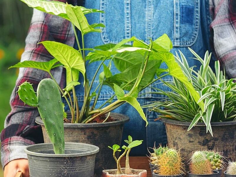 Plantas de sol y sombra