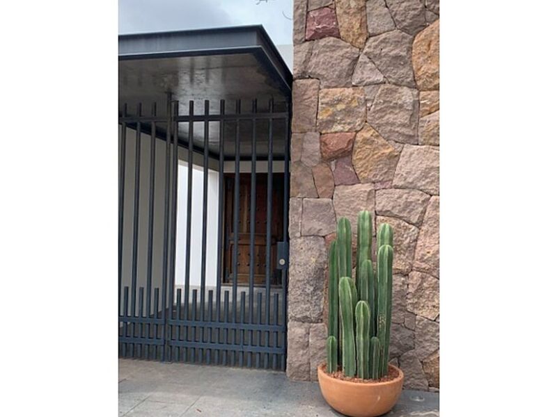 Cactus y suculentas