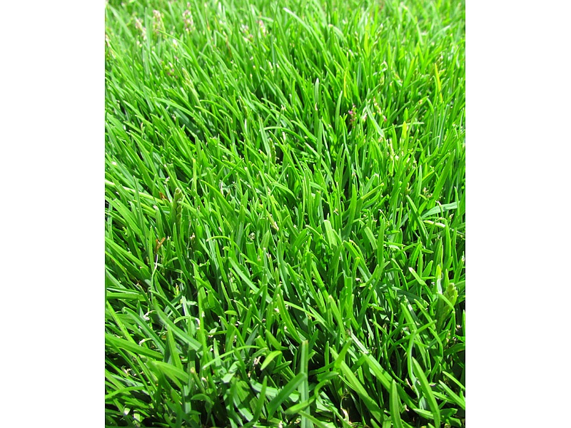 Pasto Zoysia Emerald México