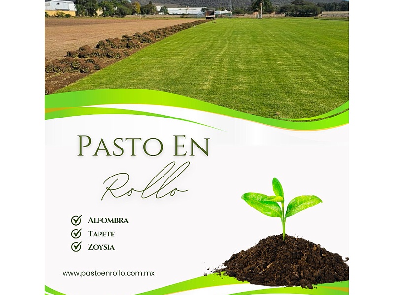 Pasto en rollo México