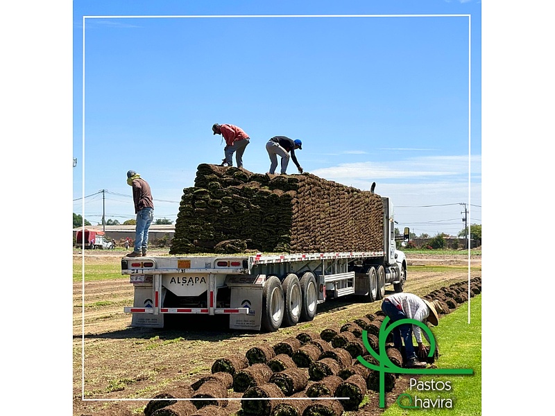 Transporte de pasto México