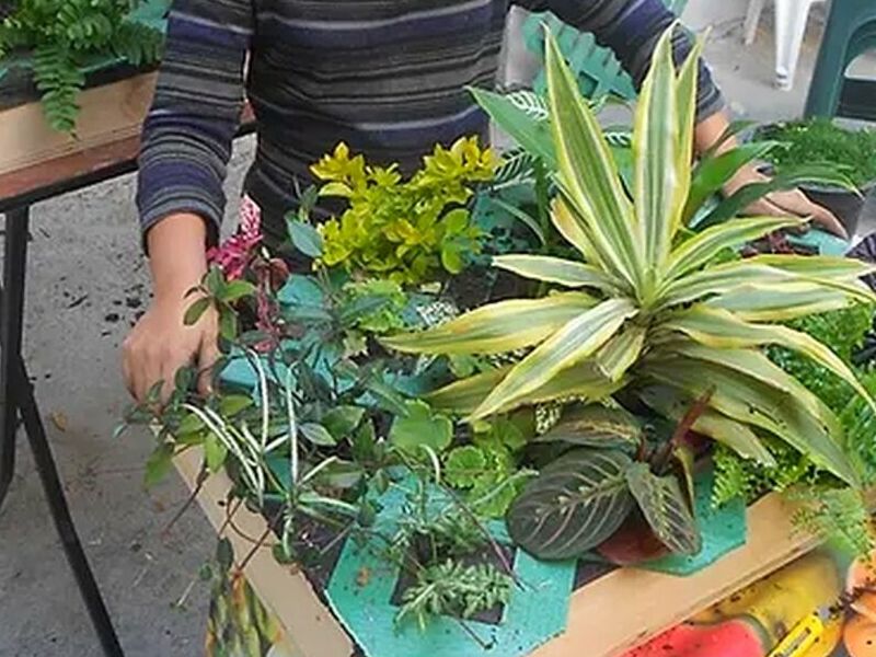 Macetas Jardines Verticales Monterrey 