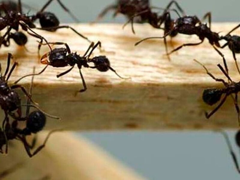 Control hormigas México 