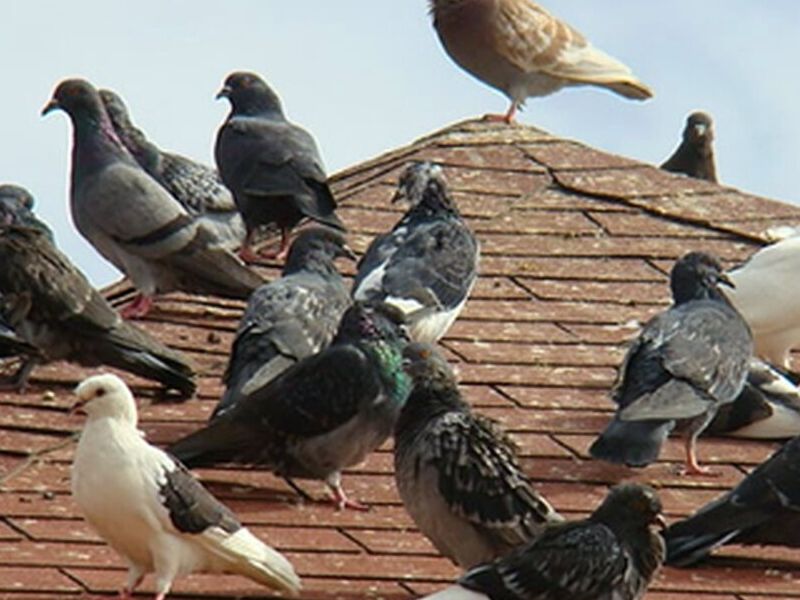 Control palomas México 
