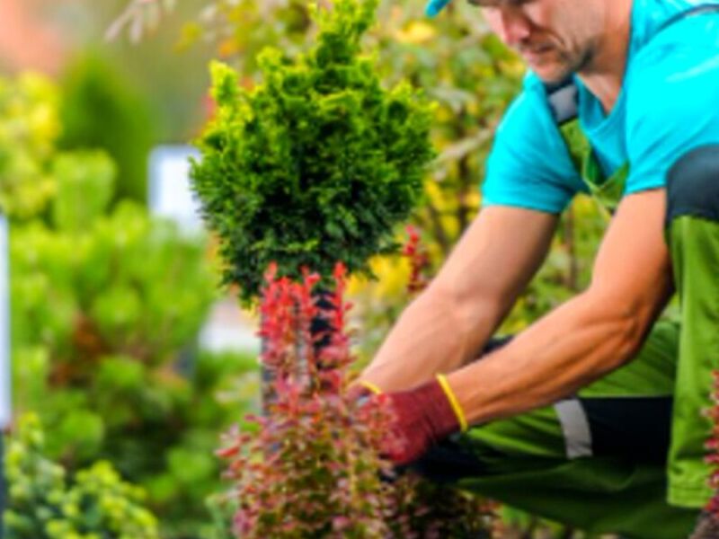 Jardinería México