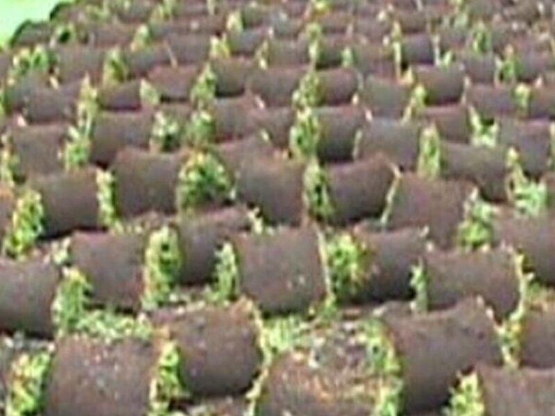 Instalación Pasto México
