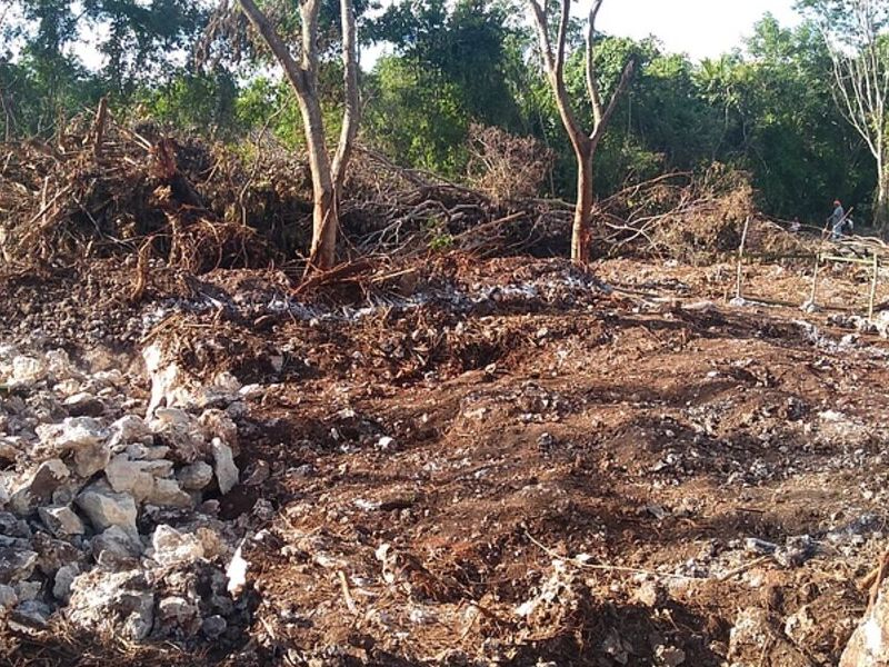 Limpieza terreno México