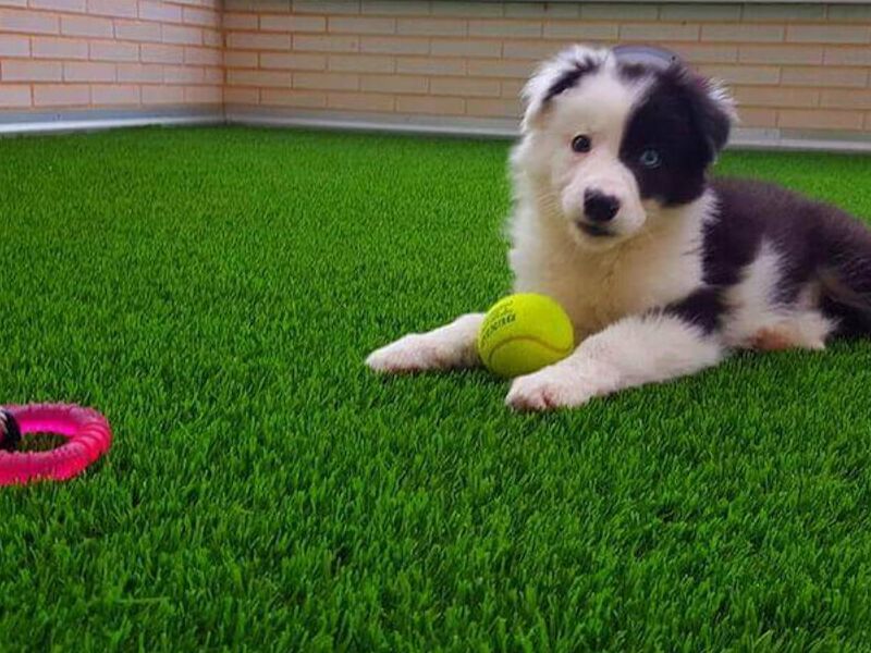 Pasto sintético mascotas CDMX