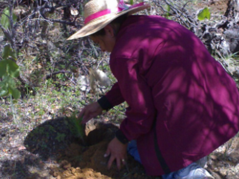 Monitoreo especies prioritarias méxico