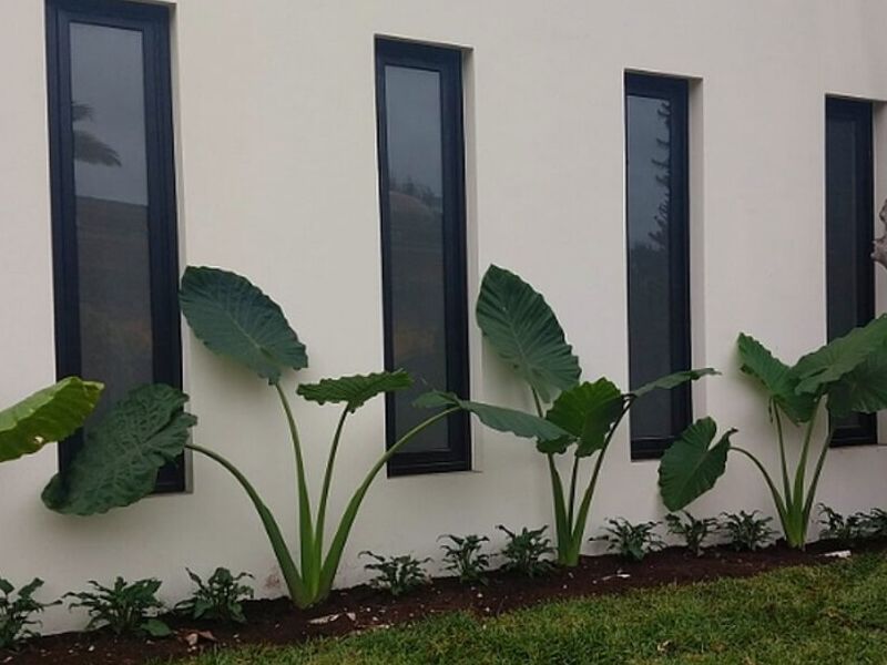 Ventanas pequenas Guadalupe 