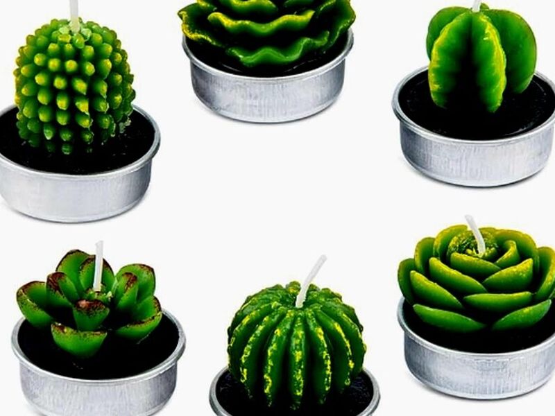 Vela Cactus Mexico