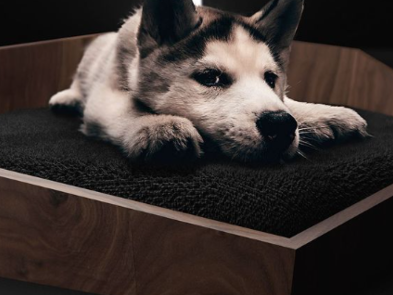 Cama Mascotas Grande Tapizada México