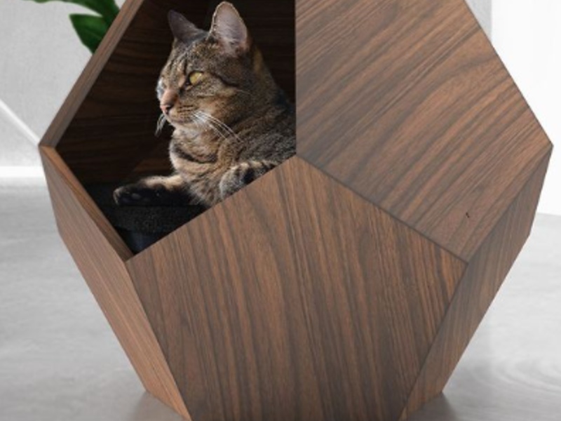 Casa Gatos Pentágono México