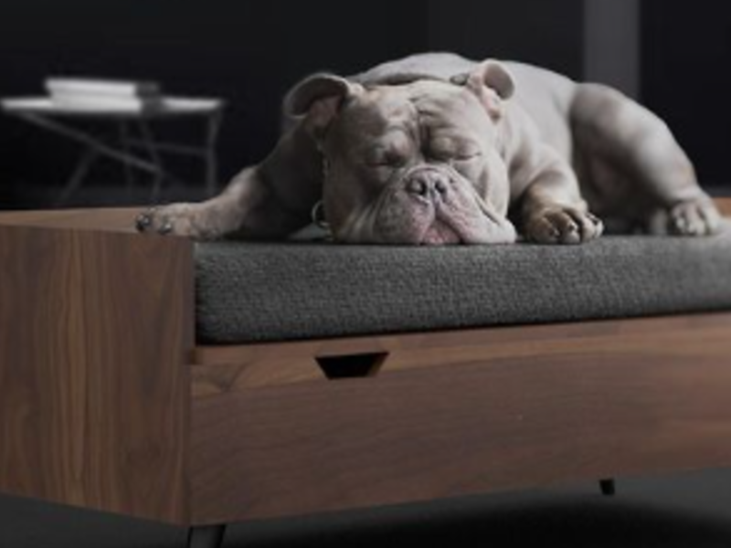 Cama Mascotas Tapizada México