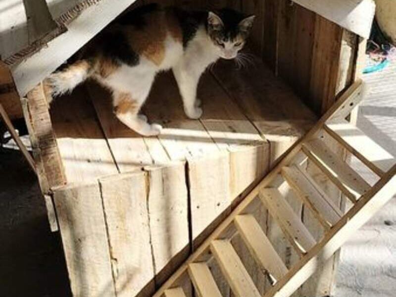 Casita de dos niveles mascotas México