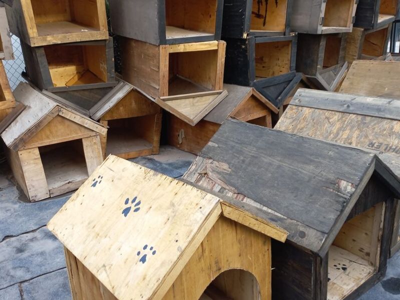Casa Perro Mediana 4 México