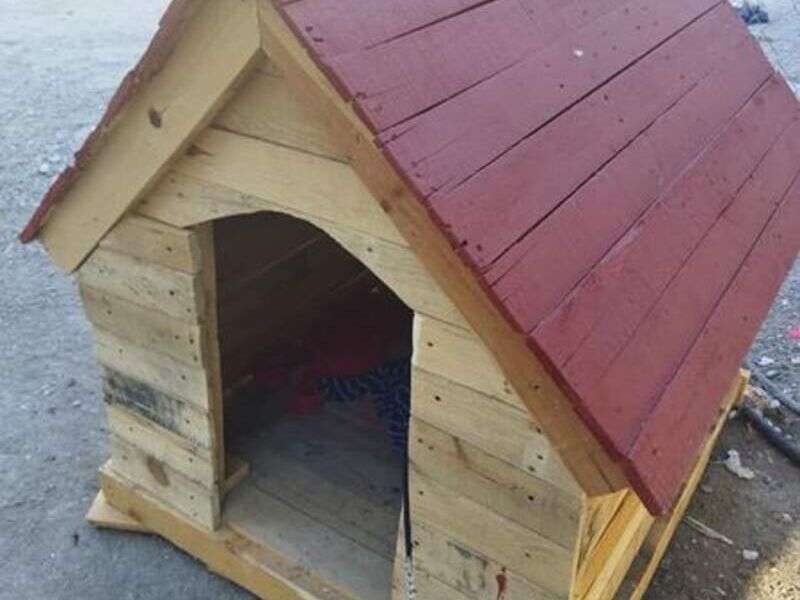Casa Perro Grande México