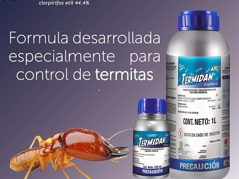 Termidan mata termitas mexico