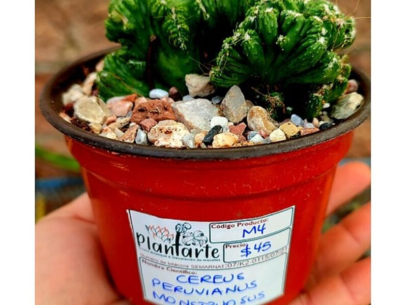Maceta Barro Pequeña Mexico