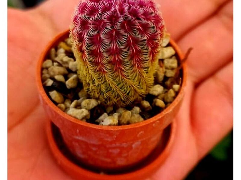 Mini maceta cafe Mexico