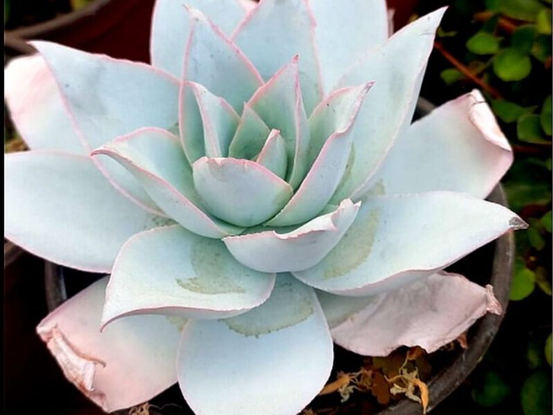 Planta suculenta echeveria Mexico