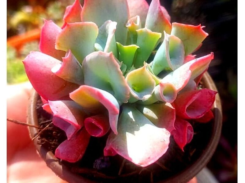 Suculenta Jade Mexico