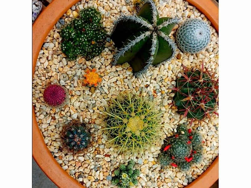 Diseño jardin suculentas Mexico