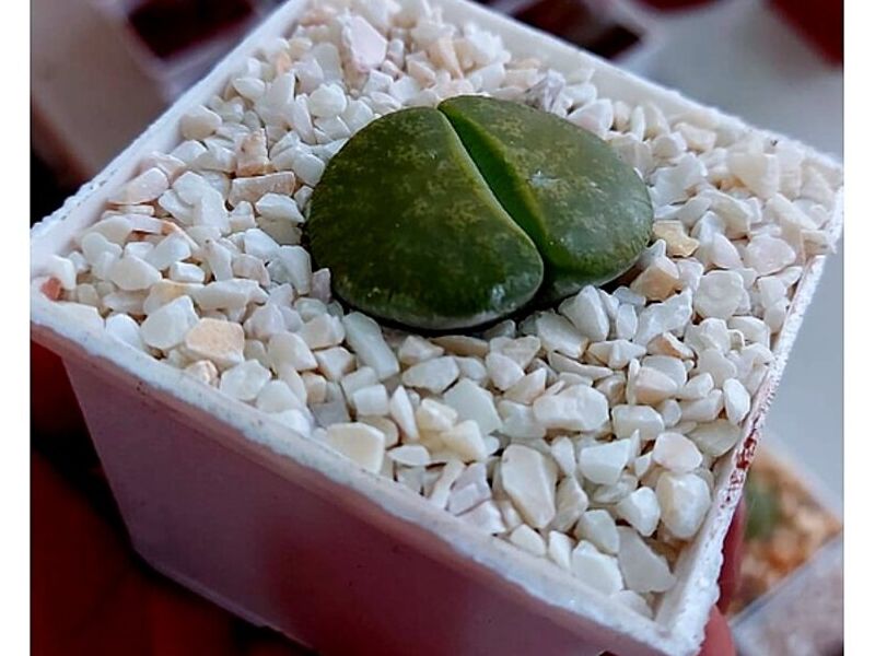 Maceta plastica pequeña blanca Mexico