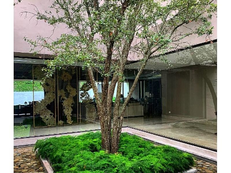 Encino Verde México