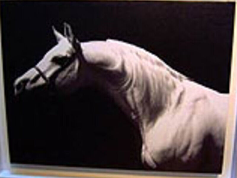 Cuadro Decorativo Caballo Potosí