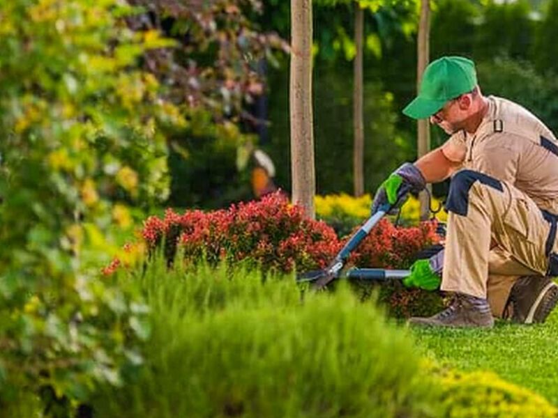 Jardineria Colima