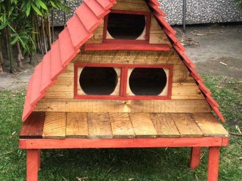 Casitas gatos México
