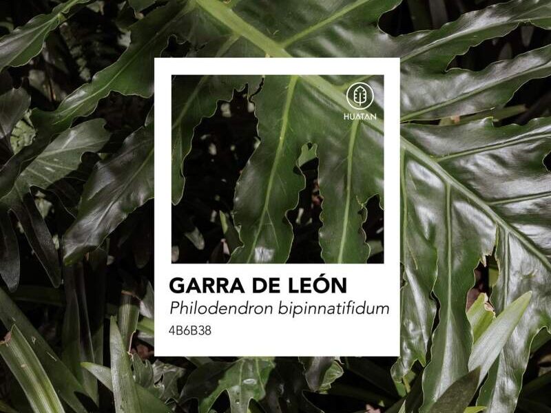 GARRA DE LEÓN  México