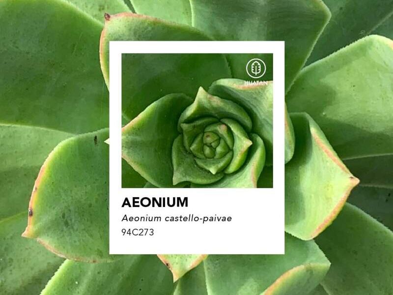 AEONIUM México
