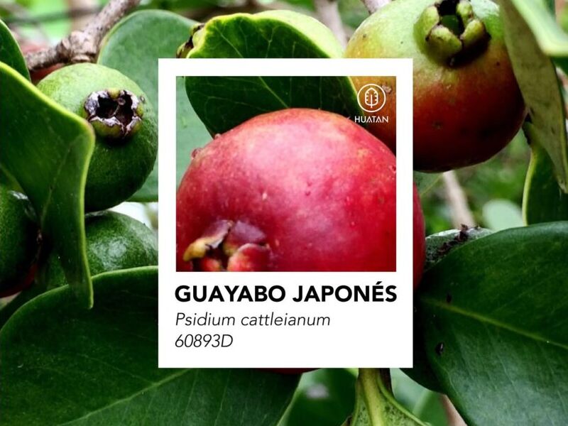 GUAYABO JAPONÉS  México