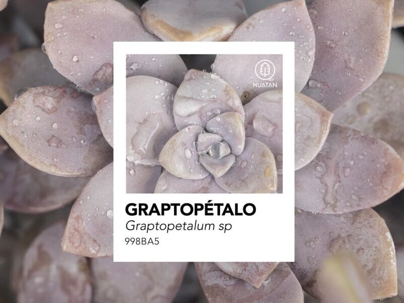 GRAPTOPÉTALO México