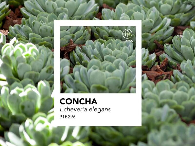 Suculenta CONCHA México