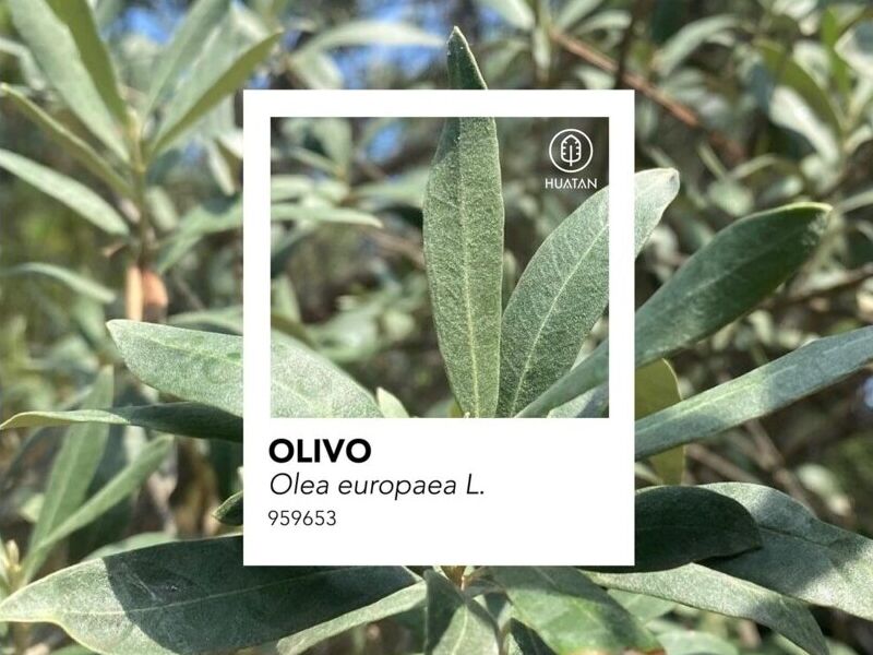 OLIVO  México