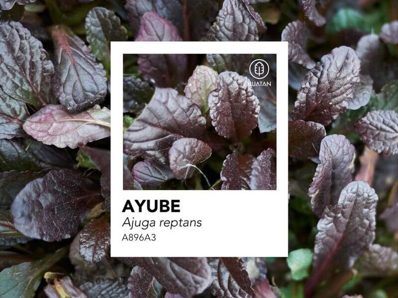 AYUBE México